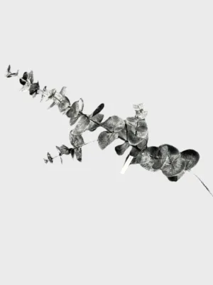 Branche décorative de Noël : Boucle décorative d’eucalyptus noir, 74 cm